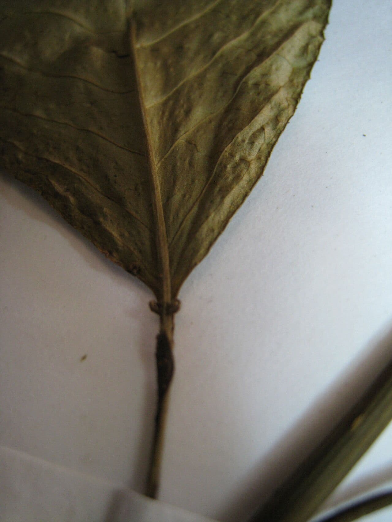 Sapium 5