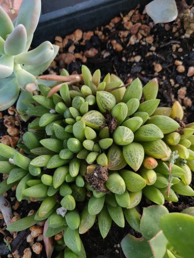 Haworthia 7