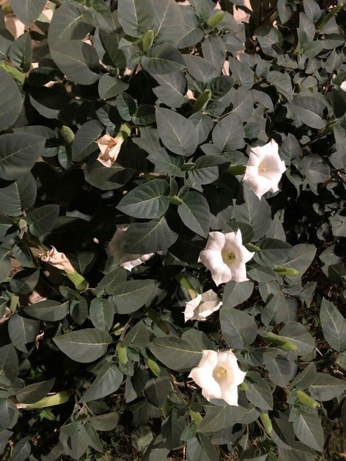 Datura di Wright 13