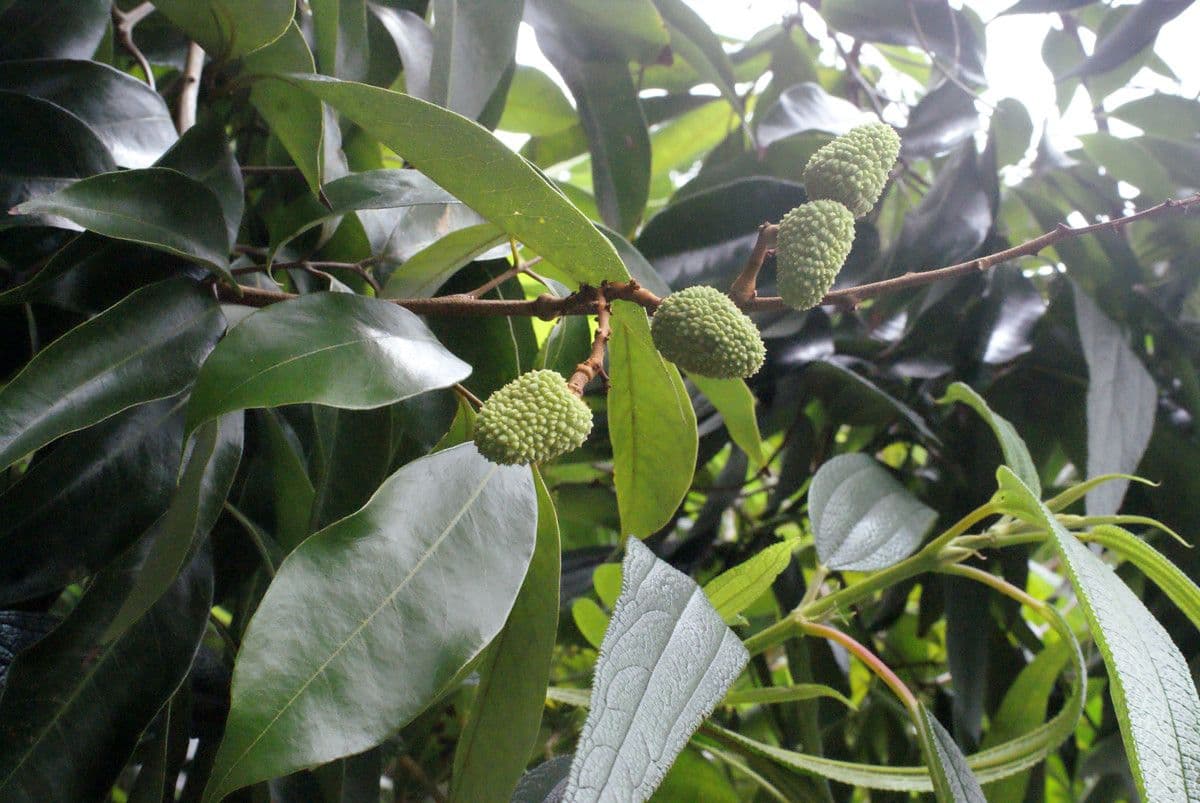 Litchi 28