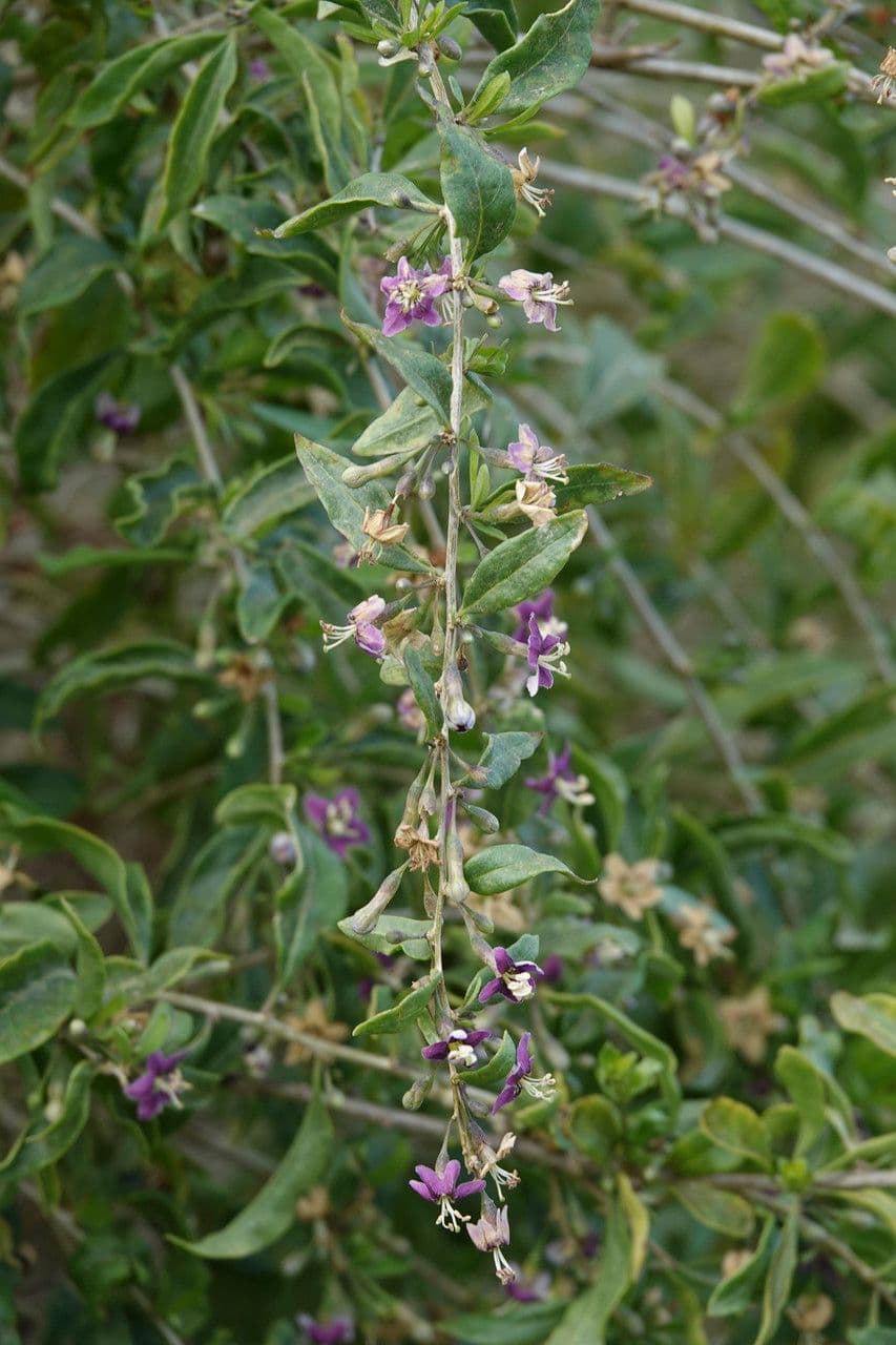 Goji 14