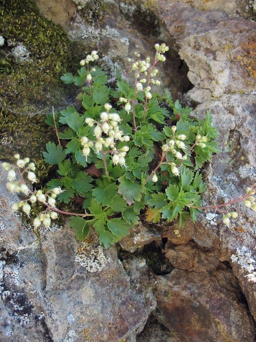 Alumroot de Merriam 5
