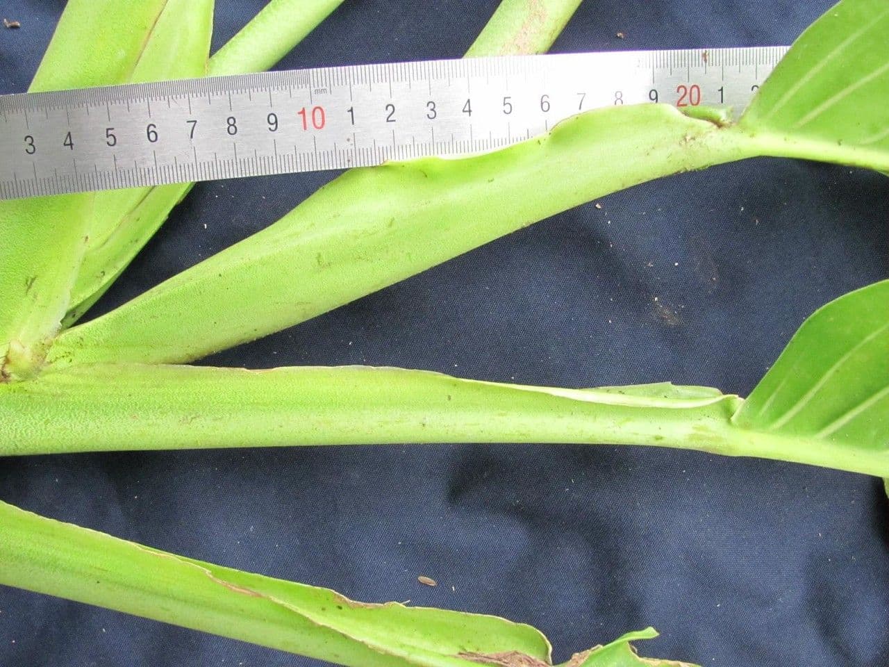 Monstera 10