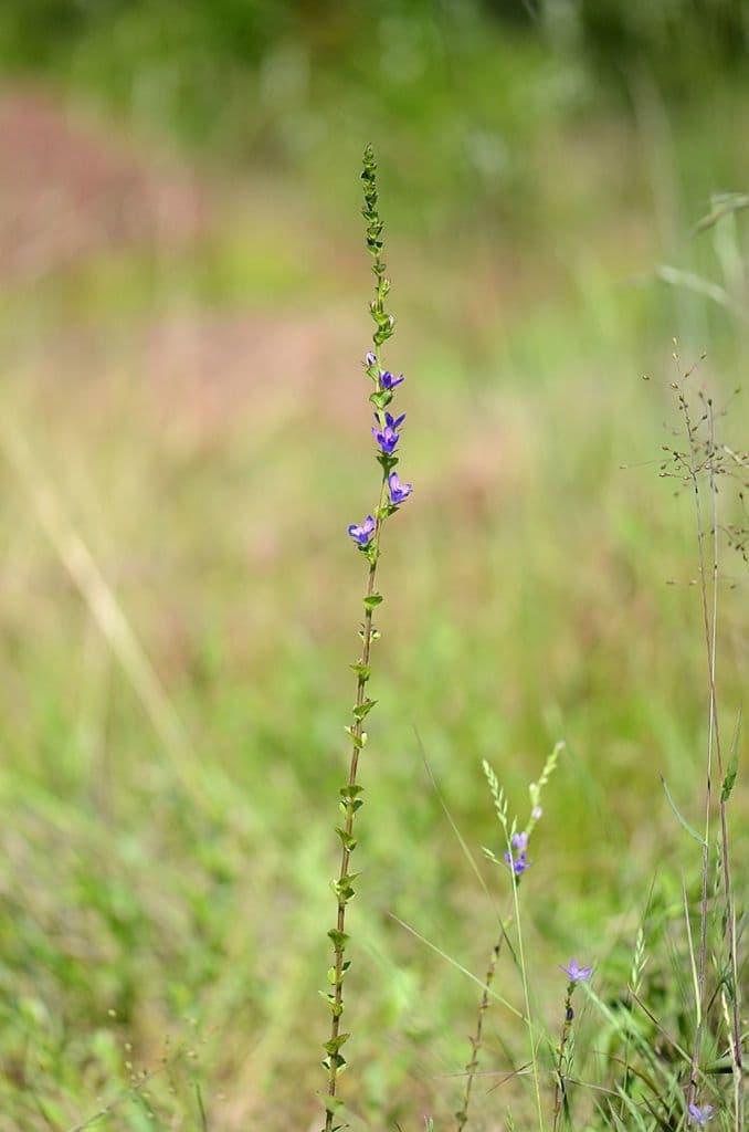 Triodanis przerosła 8