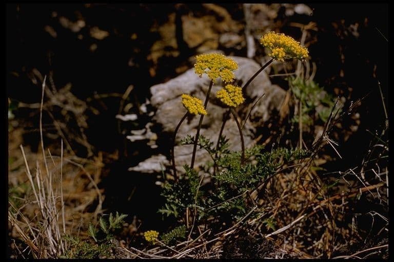 Lomatium 6