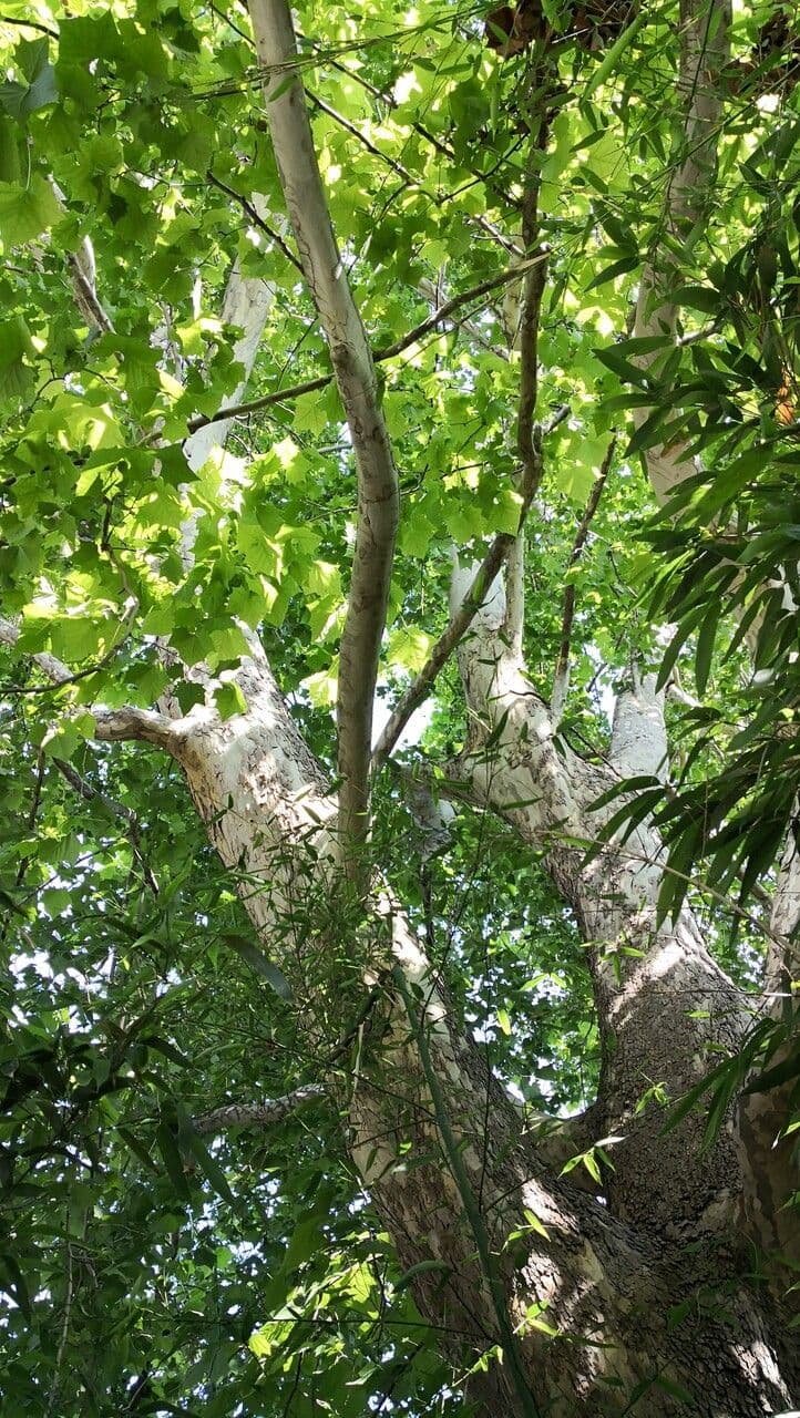 Platano comune 6