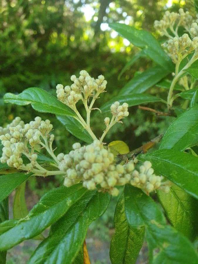 Cotoneaster 9