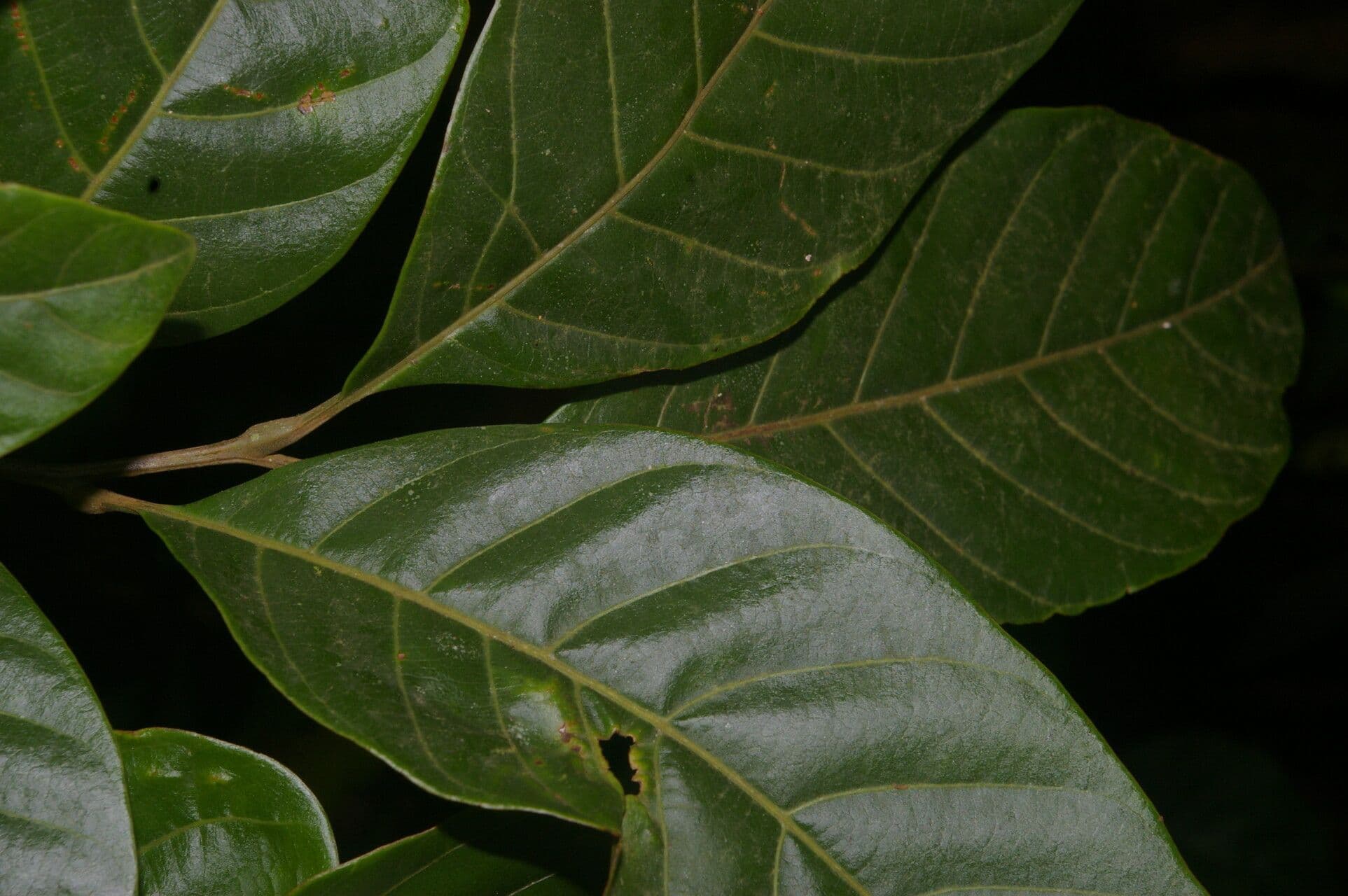 Cupania 7