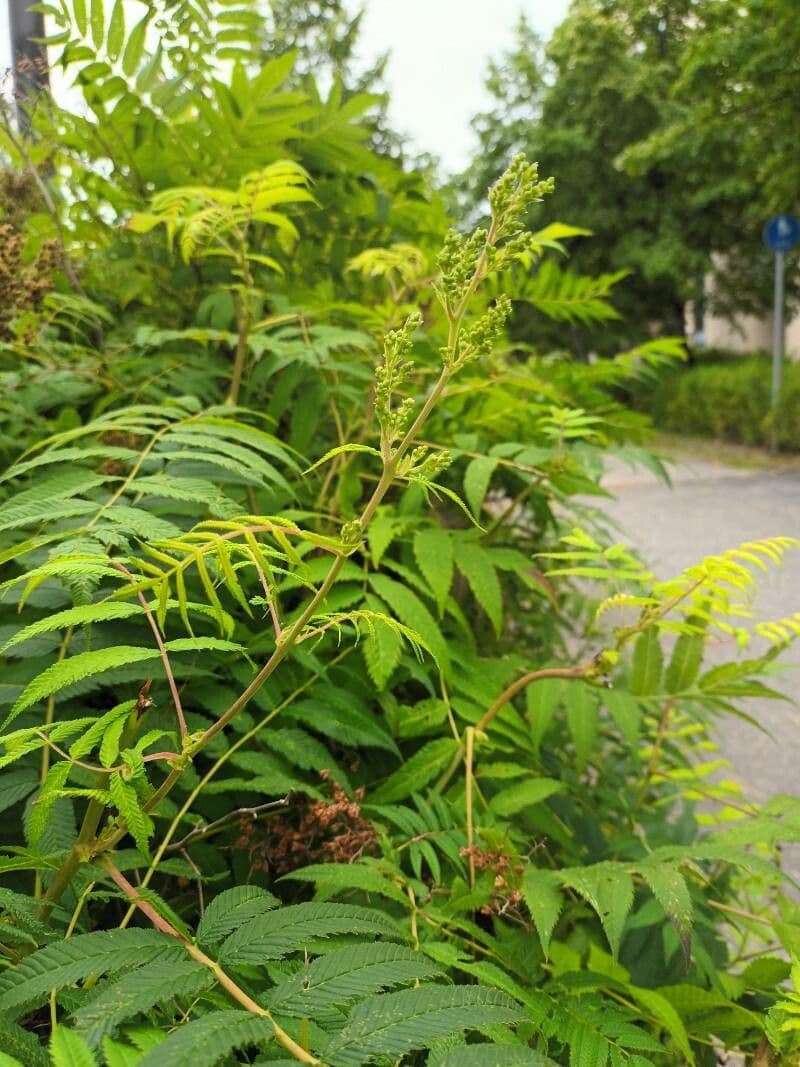 Sorbaria 30