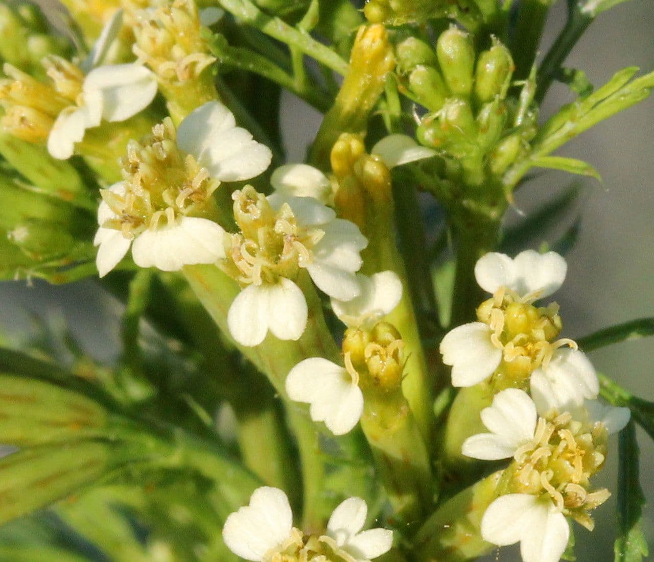 Tagetes minuta 6