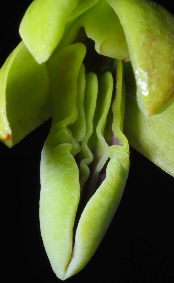 Dendrobium 8