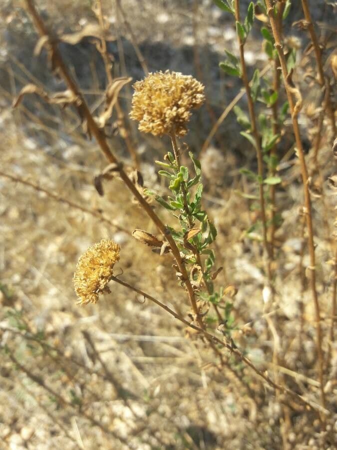 Achillea 17
