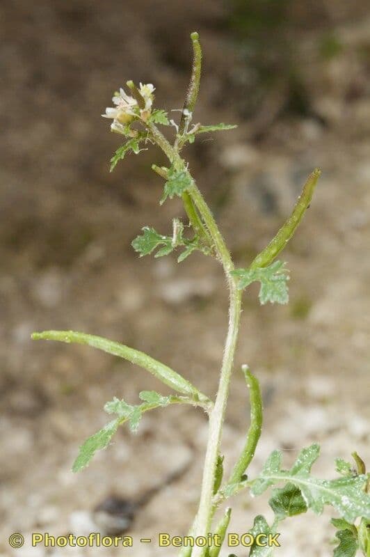 Erucastrum supinum 15