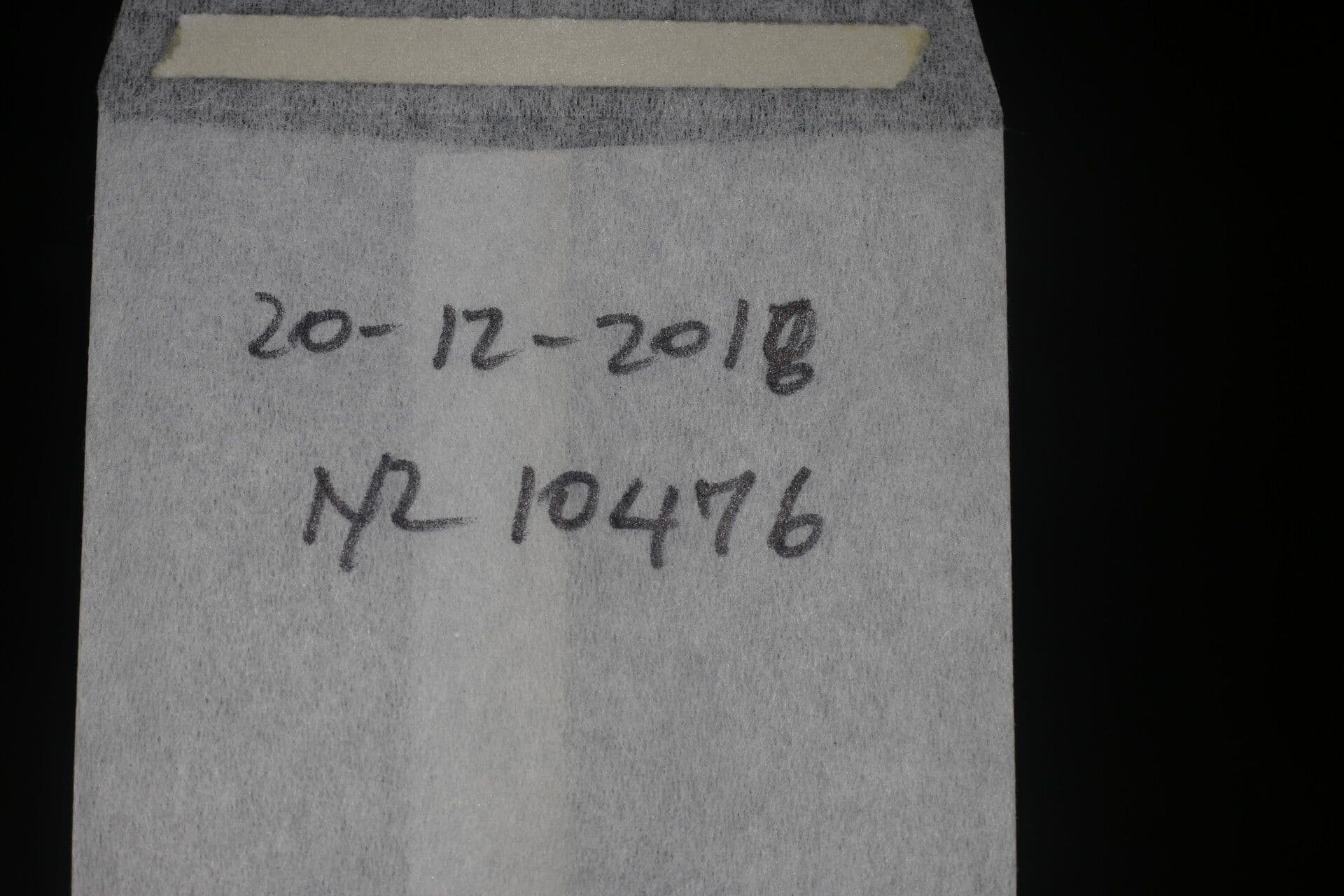 Podocarpo del Guatemala 13