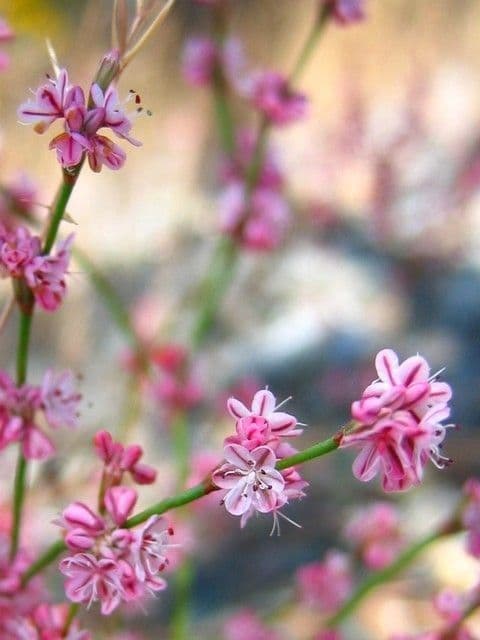 Ruten-Buckwheat 9