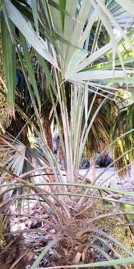 Thrinax 6