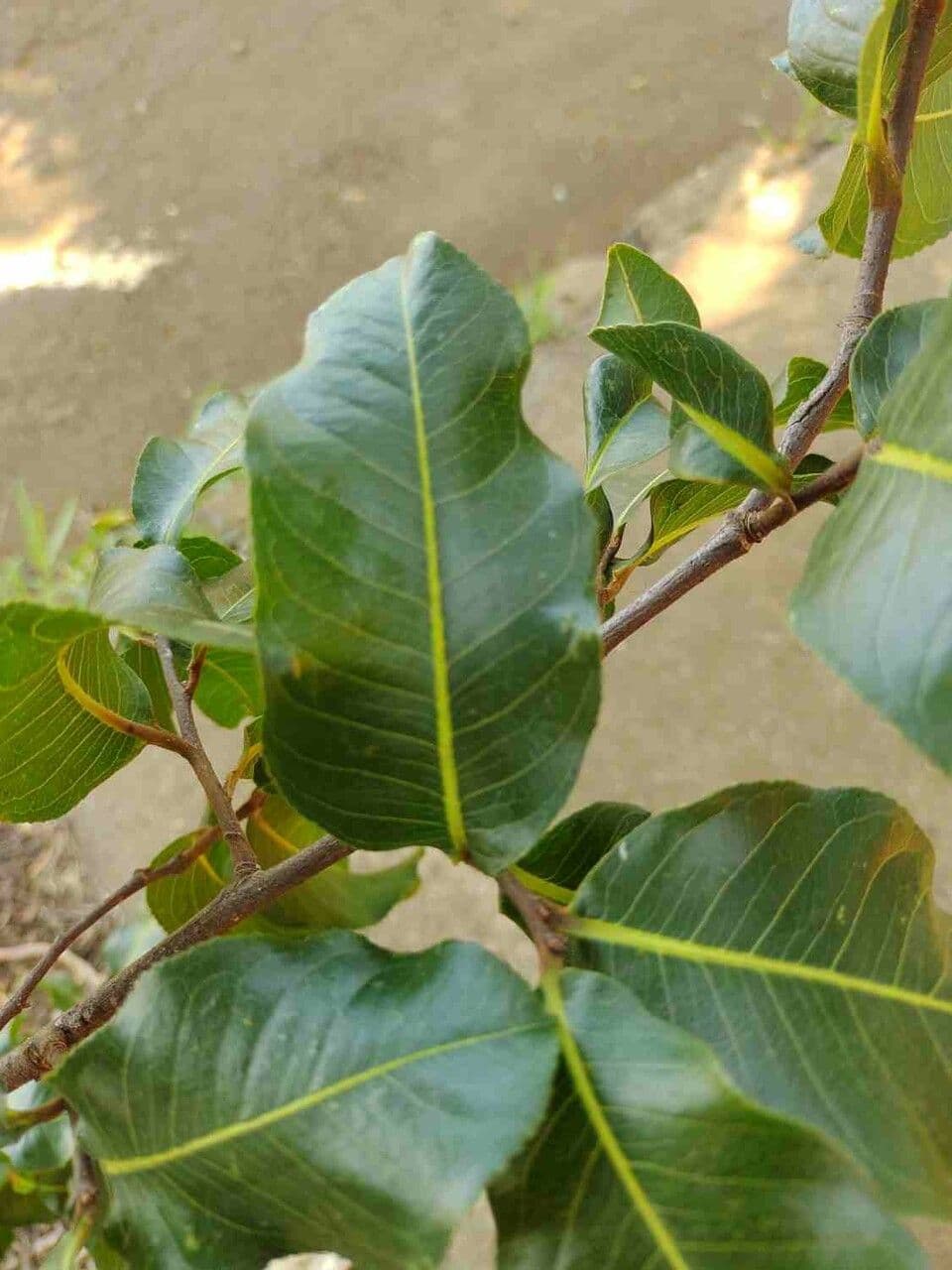 Cariniana 6
