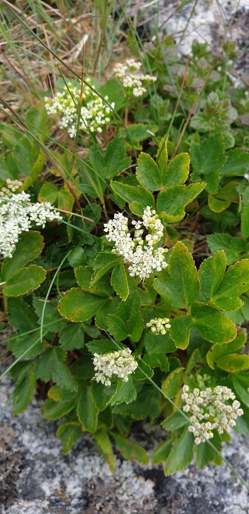 Ligusticum scoticum 6