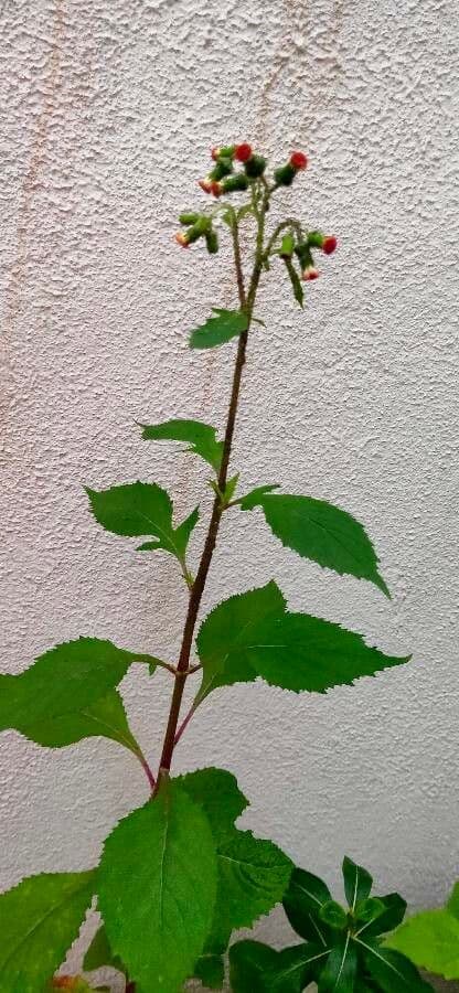 Emilia sonchifolia 6