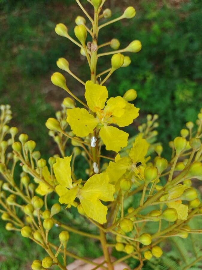Peltophorum dubium 6