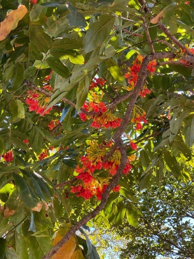 Schwertnussbaum 8