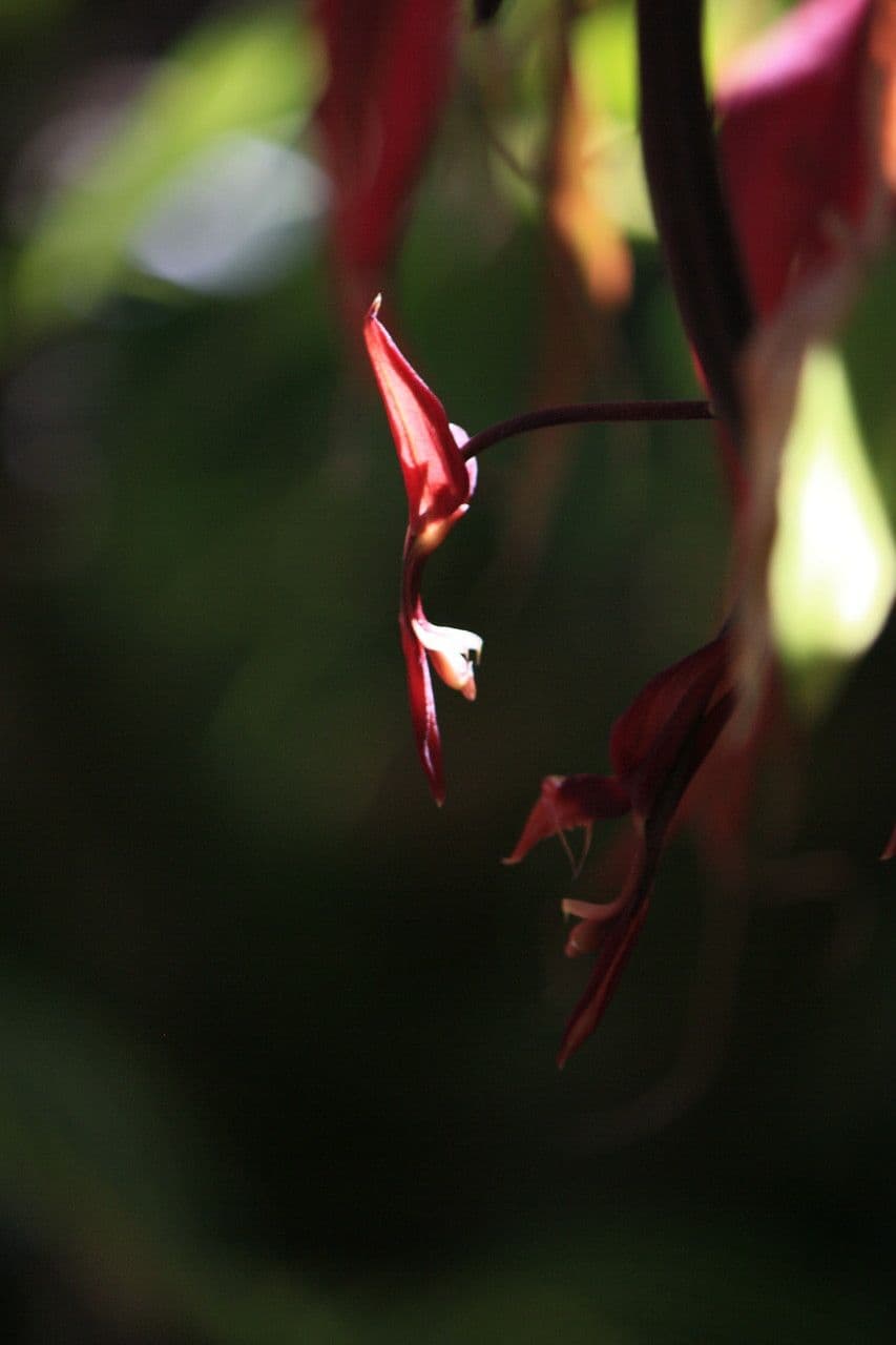 Gongora 5