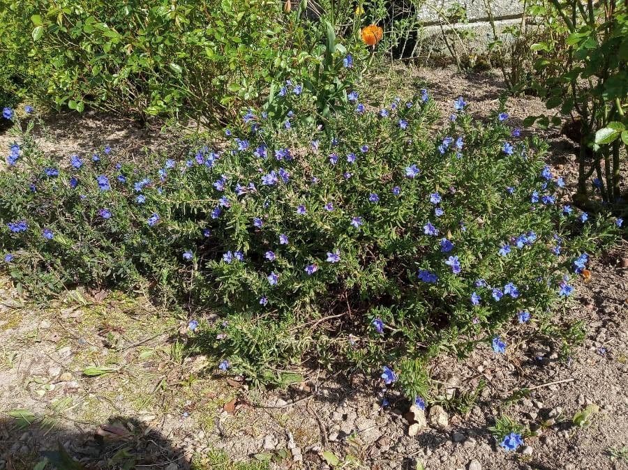 Erba perla arbustiva 10