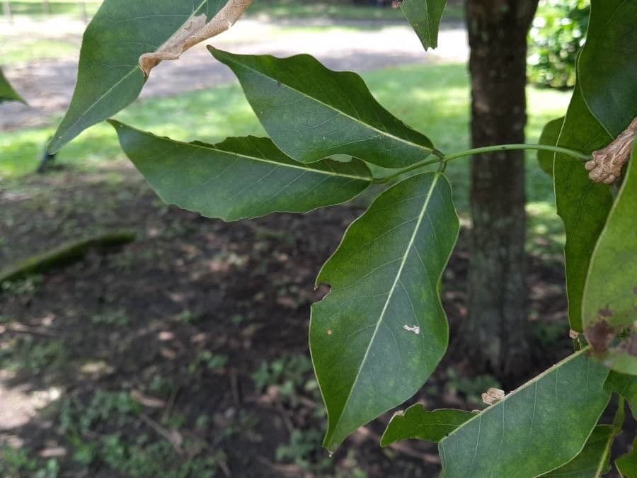 Platymiscium 4