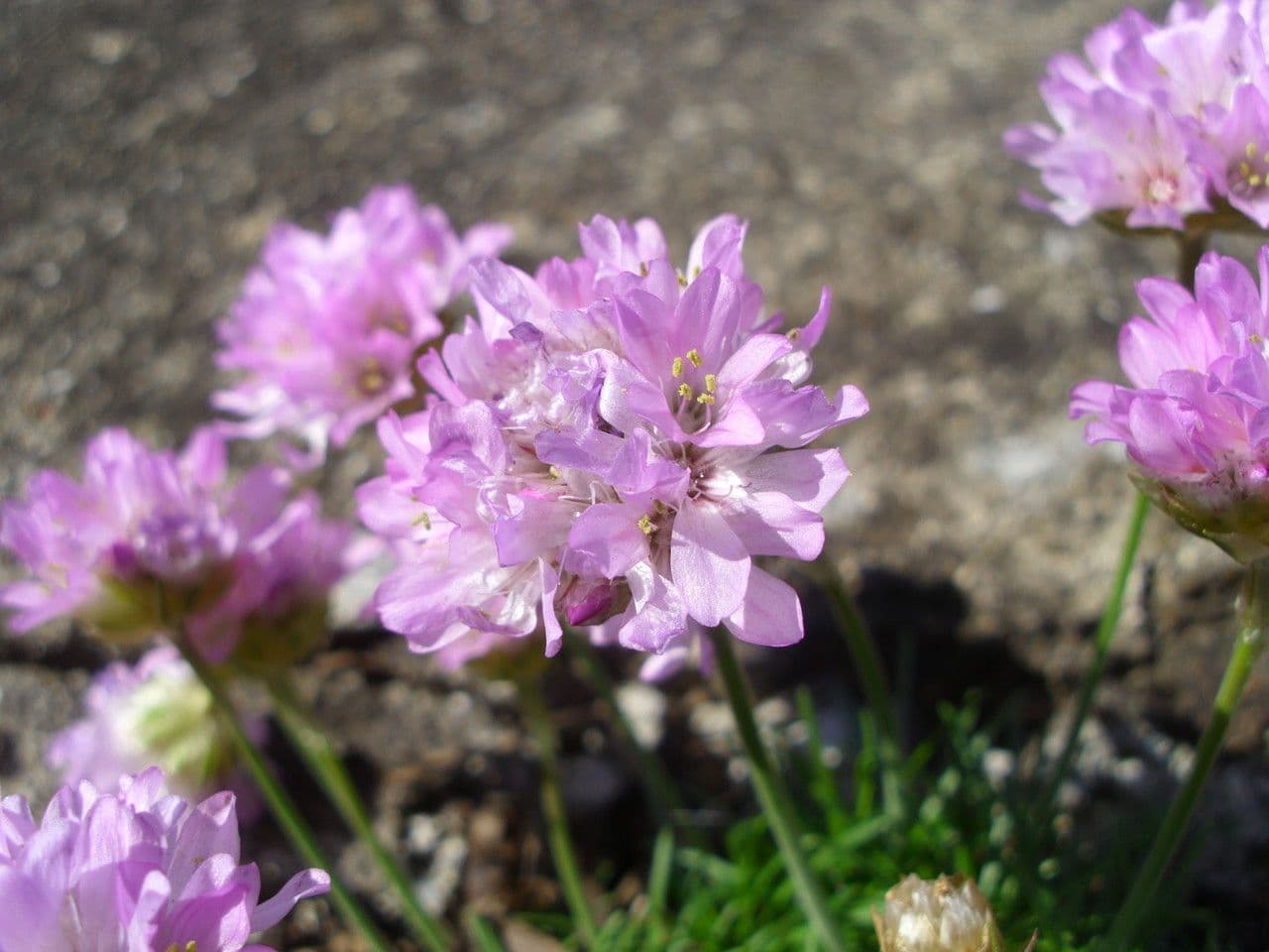 Armeria alpina 7
