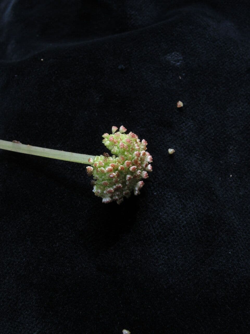 Myriactis 6