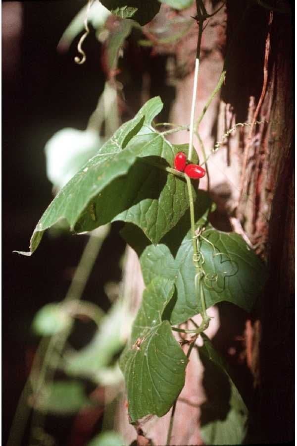 Cayaponia