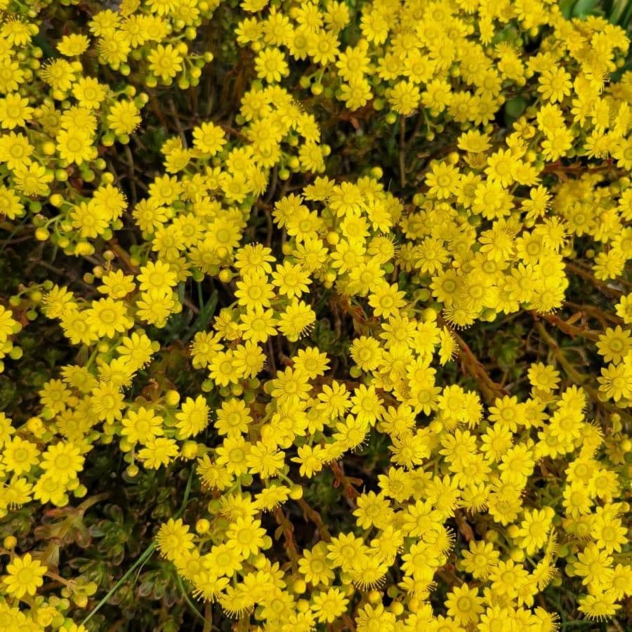 Aeonium sedifolium 4