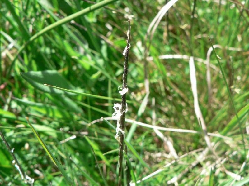 Cervino 7