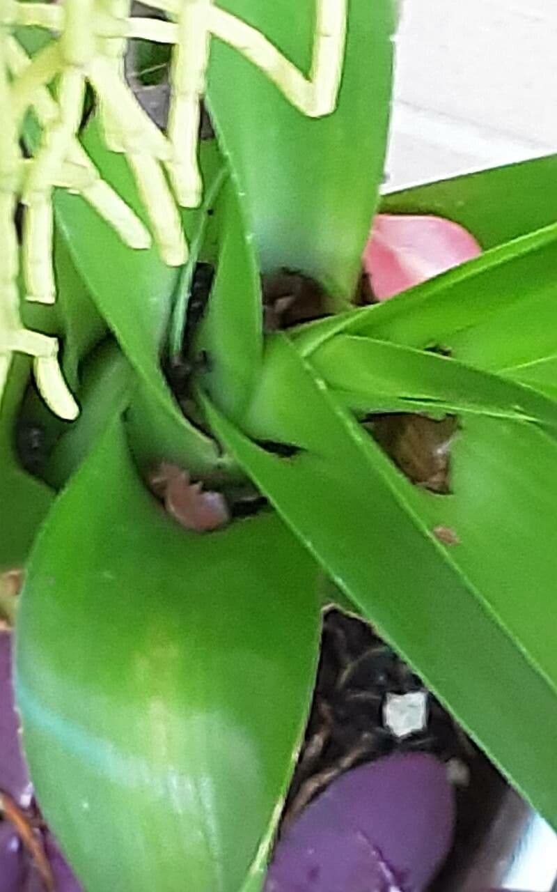 Albuca 8