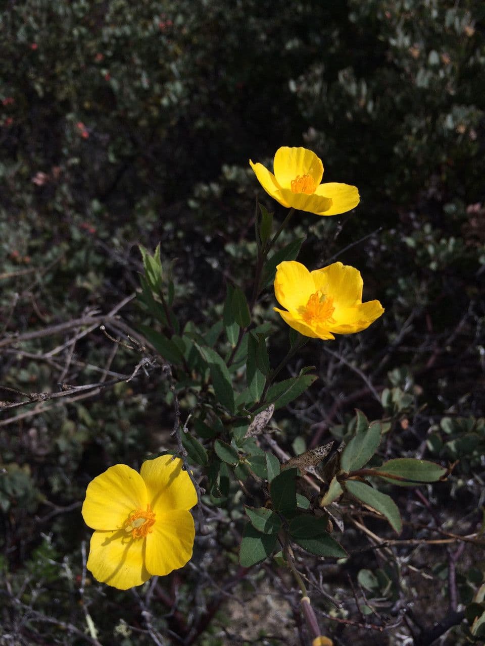Dendromecon rigida 9