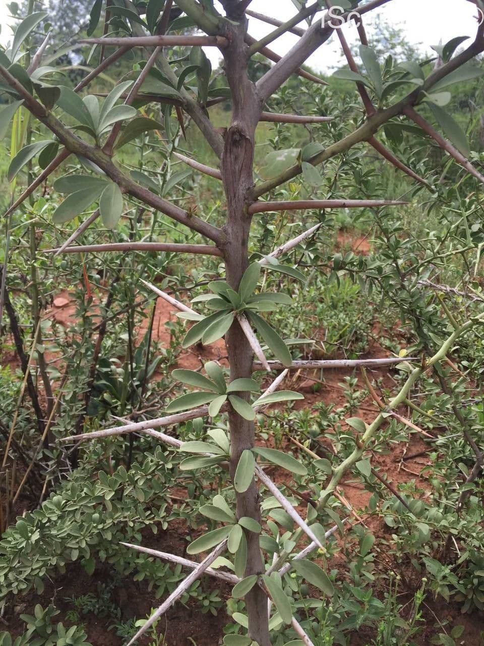 Spino di bosso 15