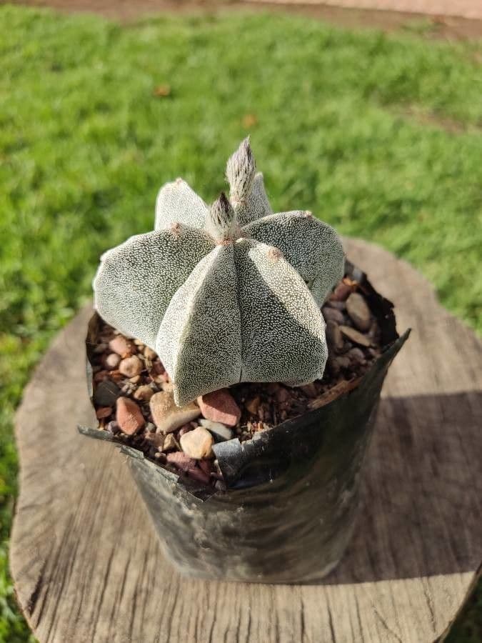 Astrophytum 22