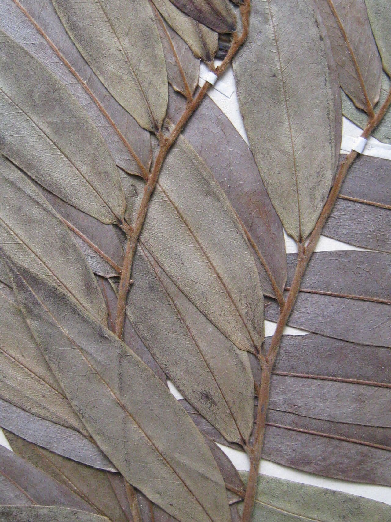Xylopia 18