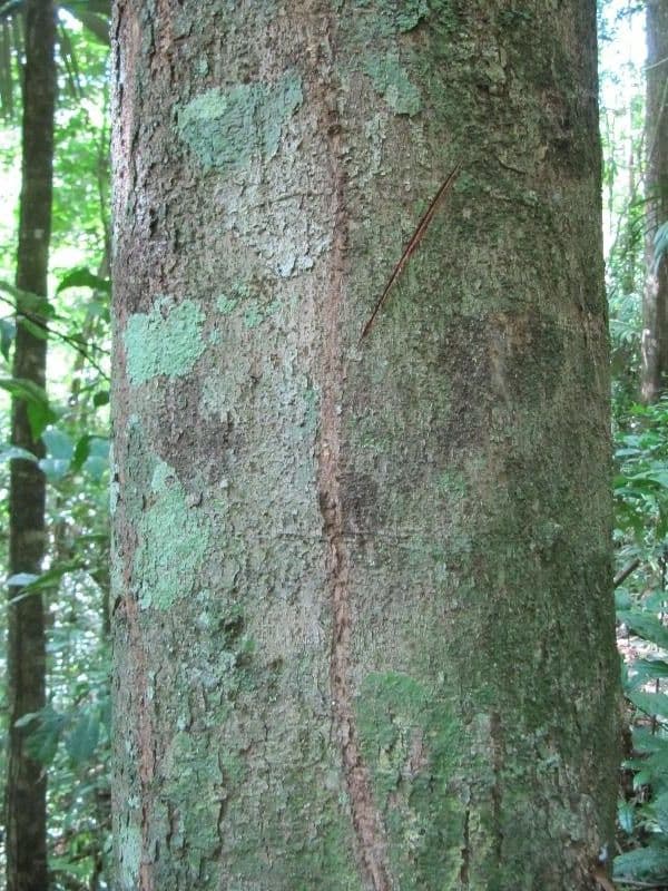 Protium apiculado 8