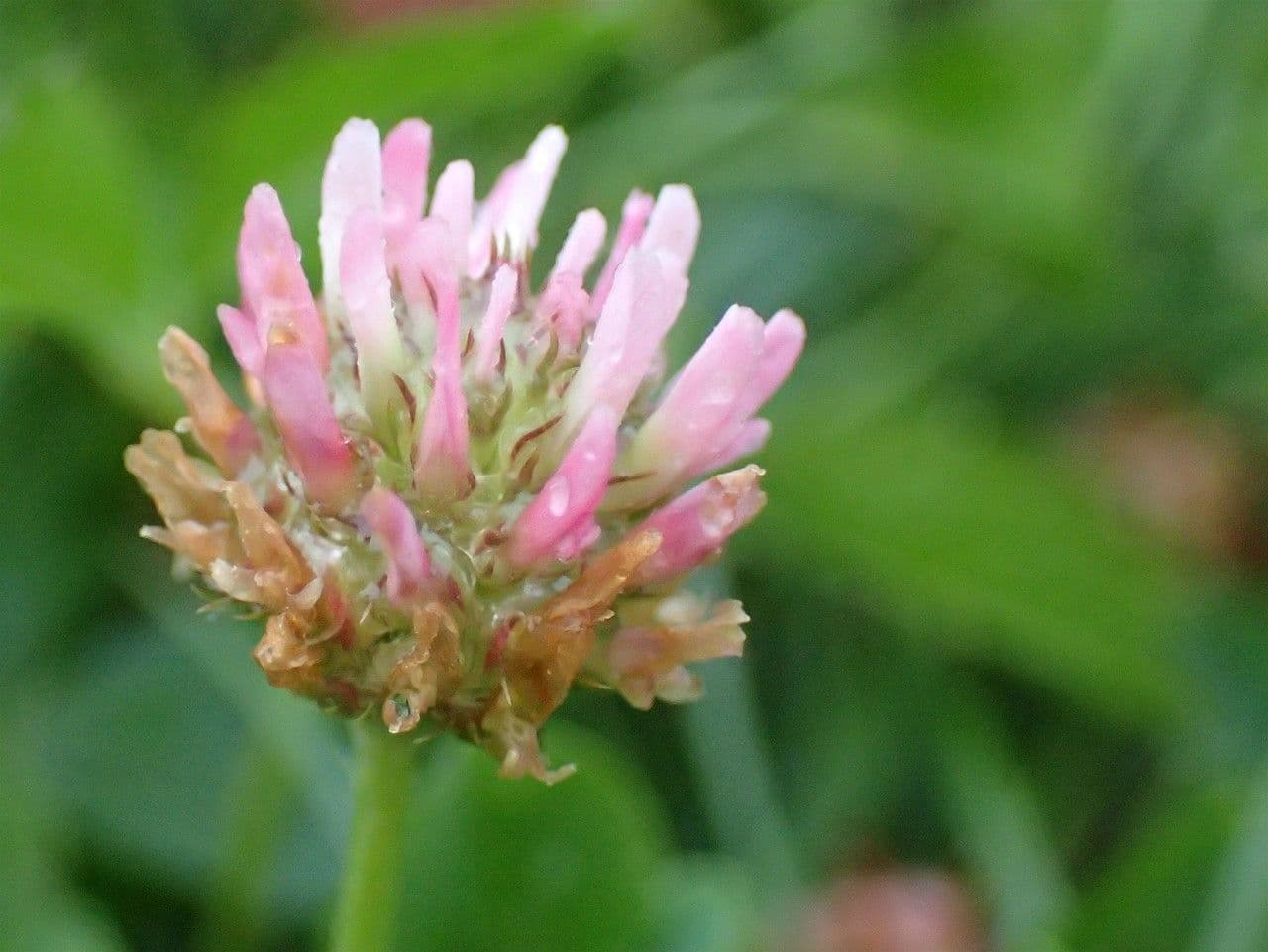 Erdbeerklee 6