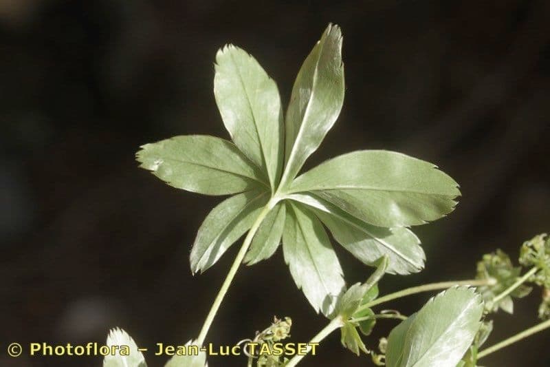 Przytulia blada 9