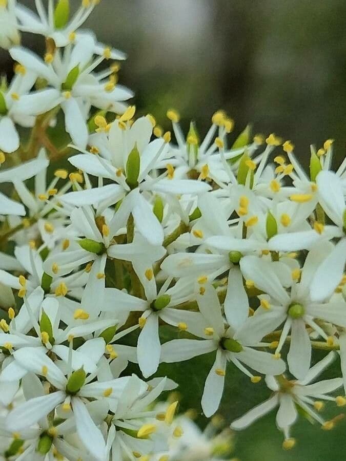 Bursaria spinosa 3