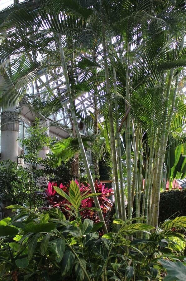 Areca dorée 18
