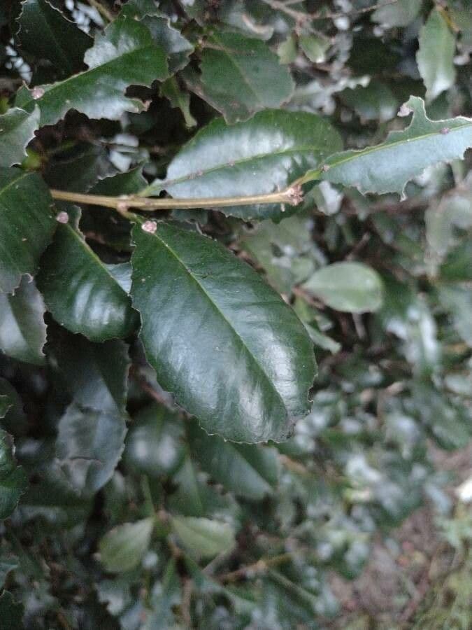 Syzygium 11