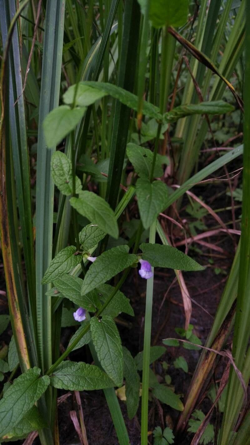 Scutellaria comune 18