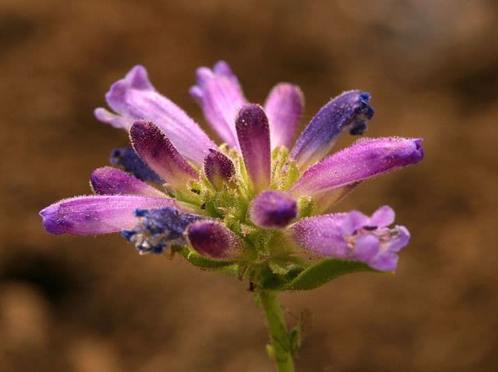 Penstemon 3