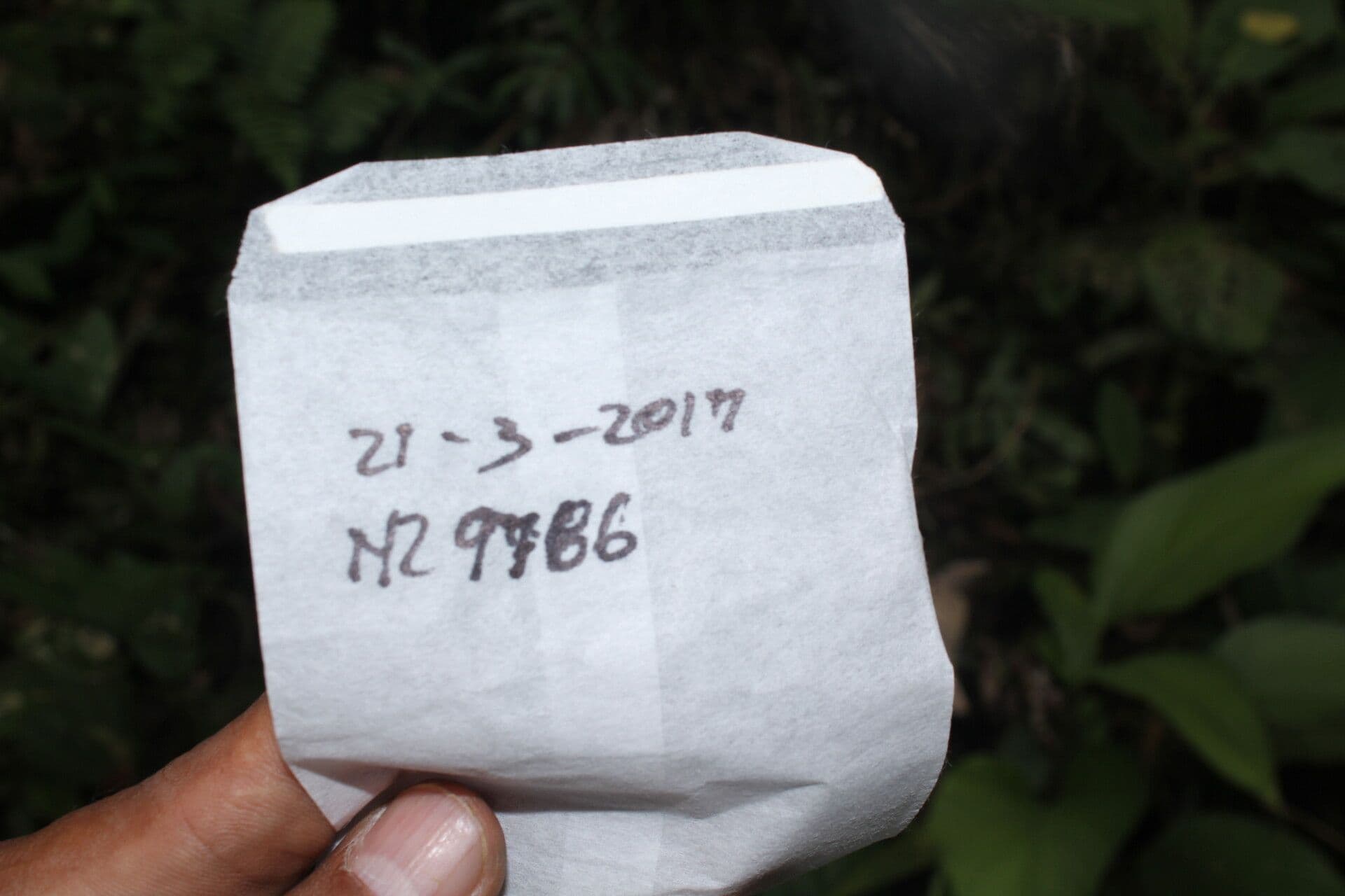 Cissampelos 9