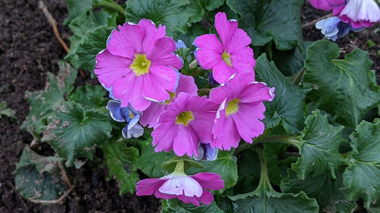 Primula 5
