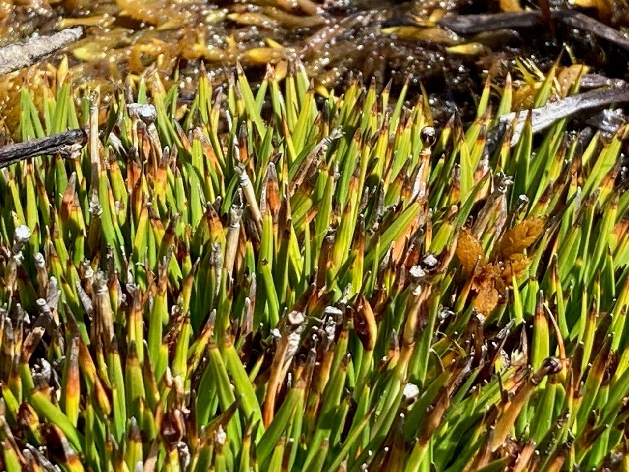 Oreobolus 9