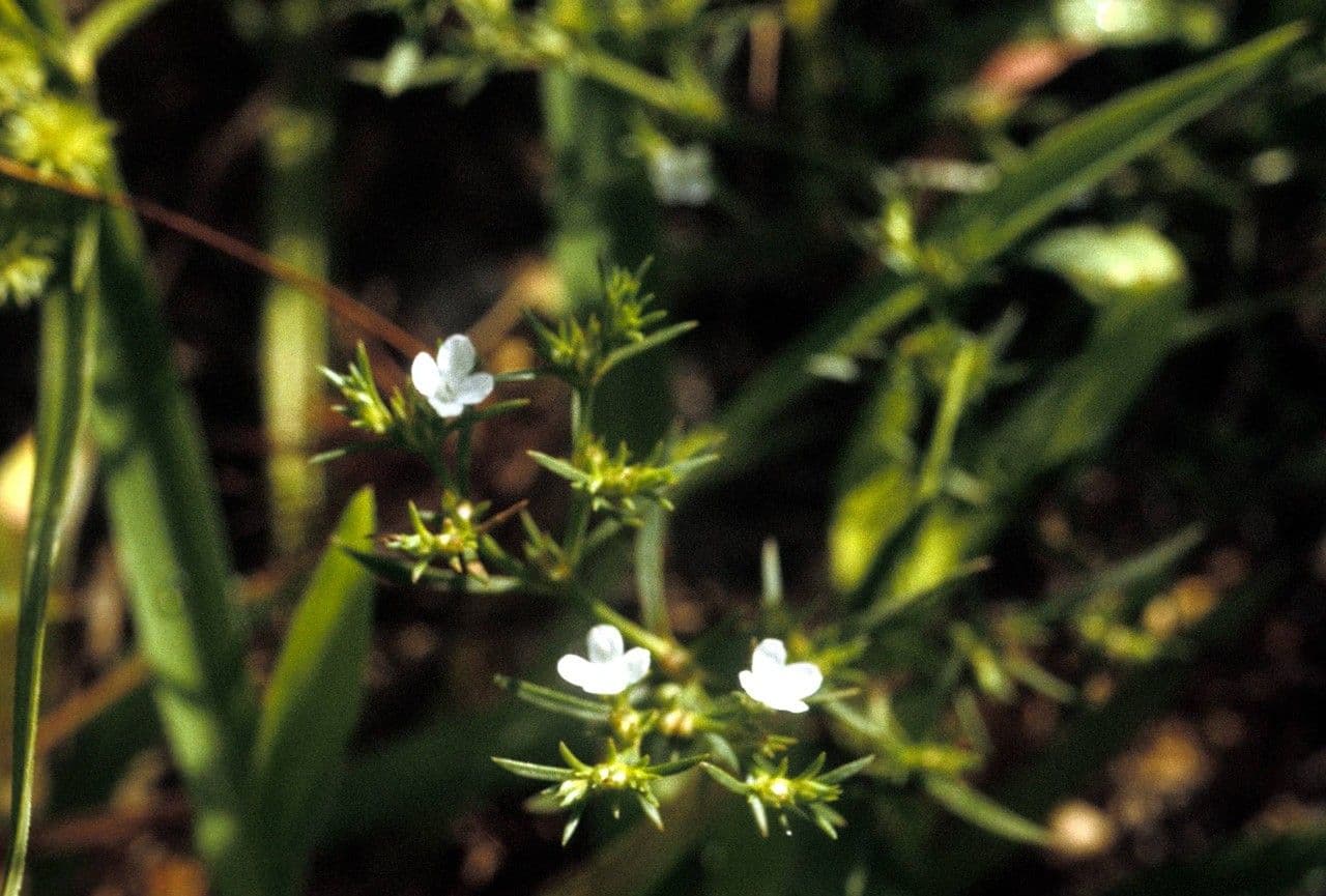 Polypremum procumbens 2